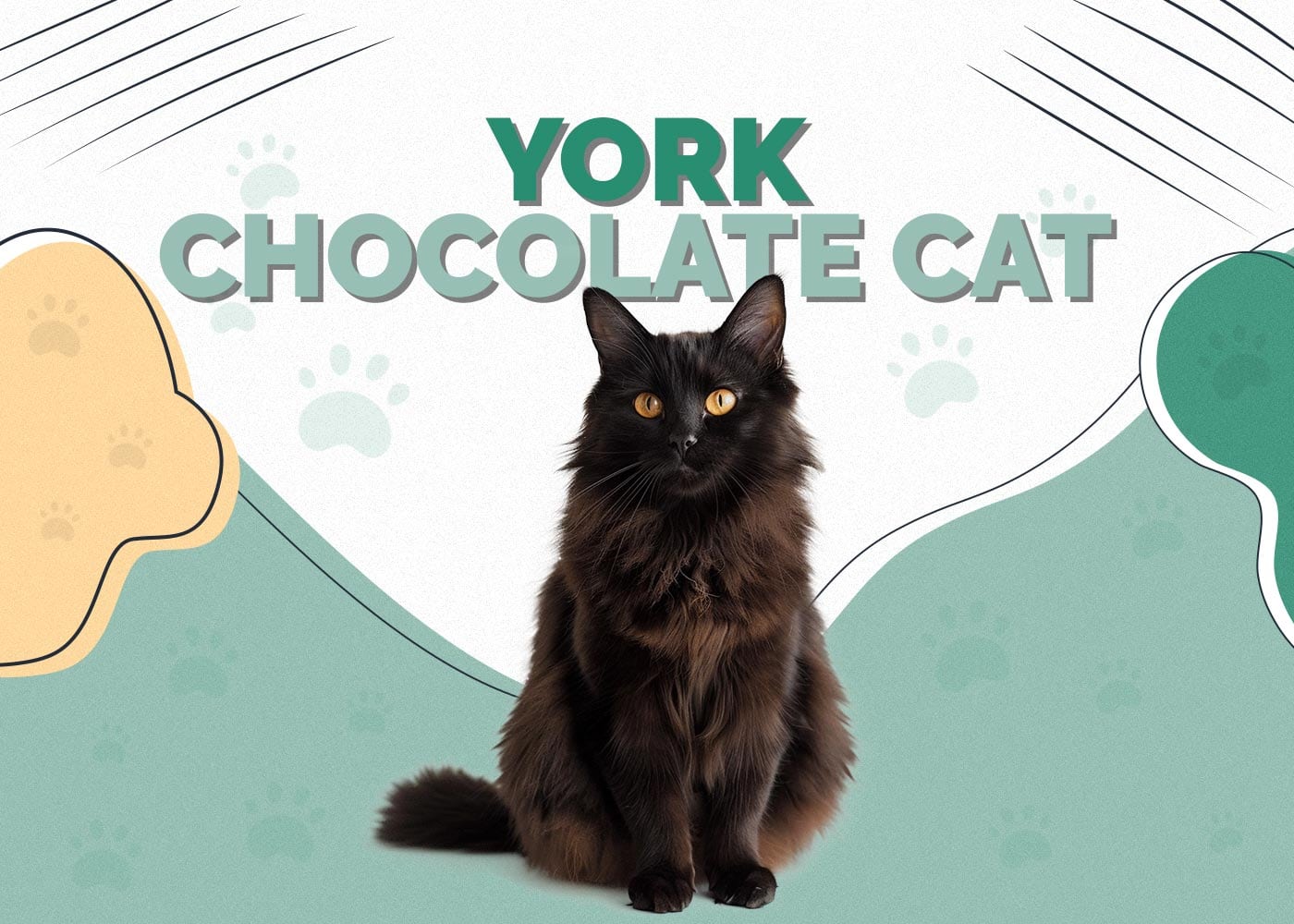 York Chocolate Cat