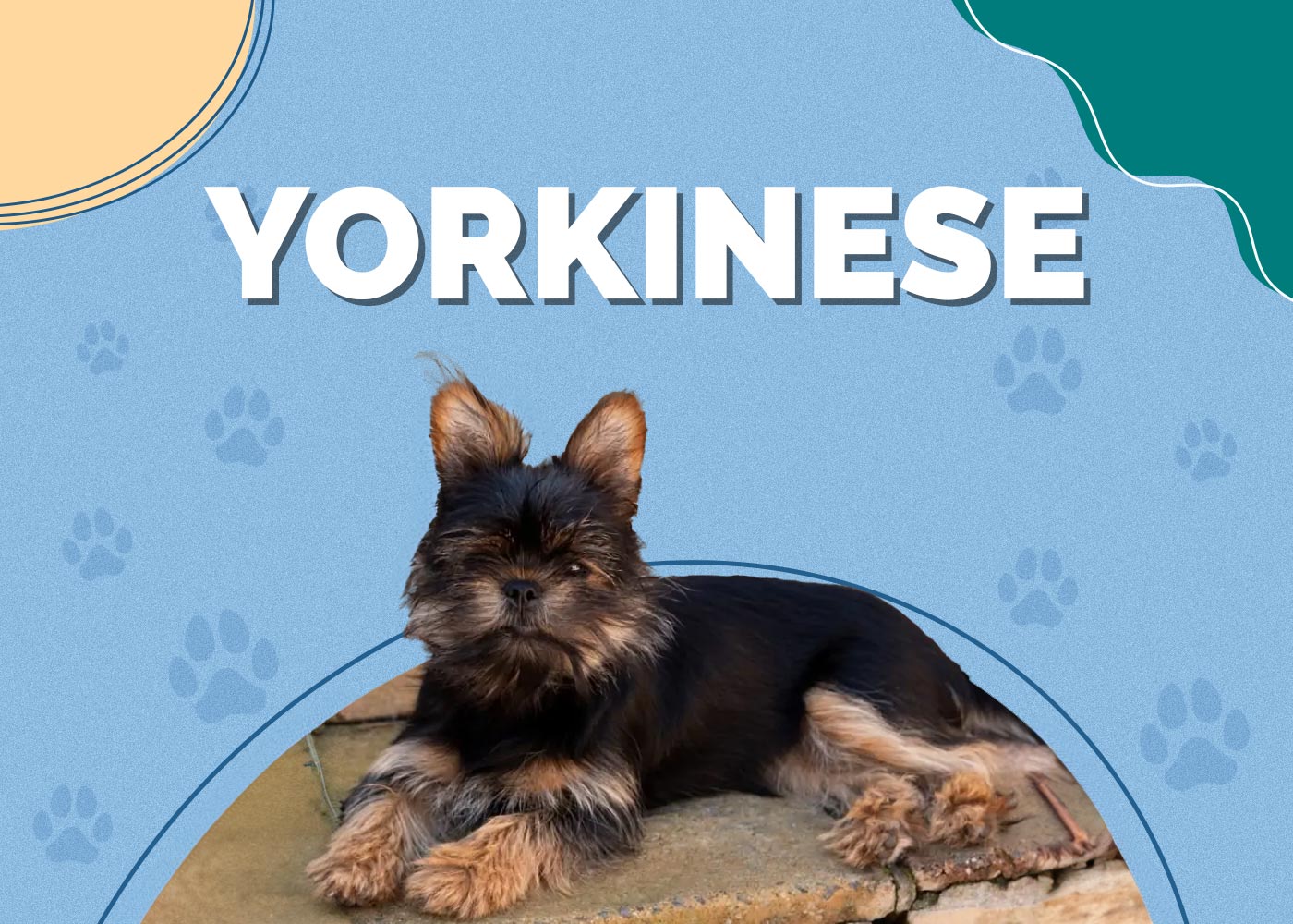 Yorkinese (Yorkie & Pekingese Mix)