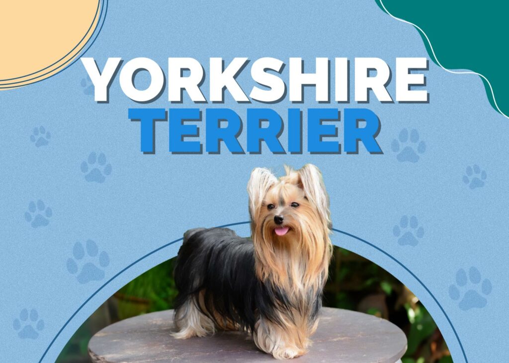 Yorkshire Terrier
