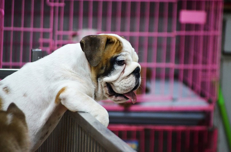 a Bulldog puppy in a puppy mill