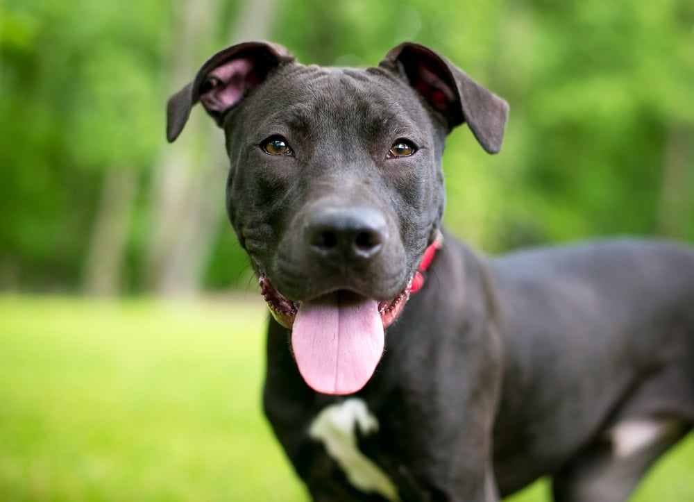 black and white Pit Bull Terrier mixed breed dog panting