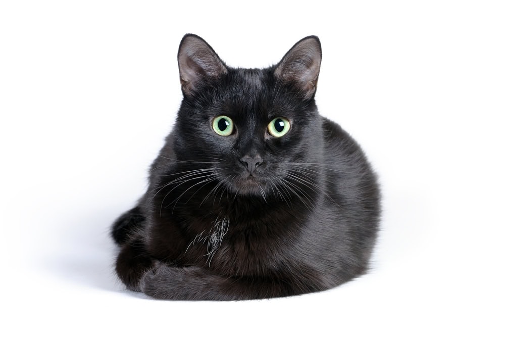 black-cat-in-white-background