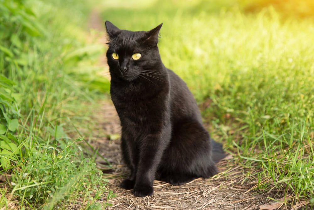 bombay-cat-sits-outdoor