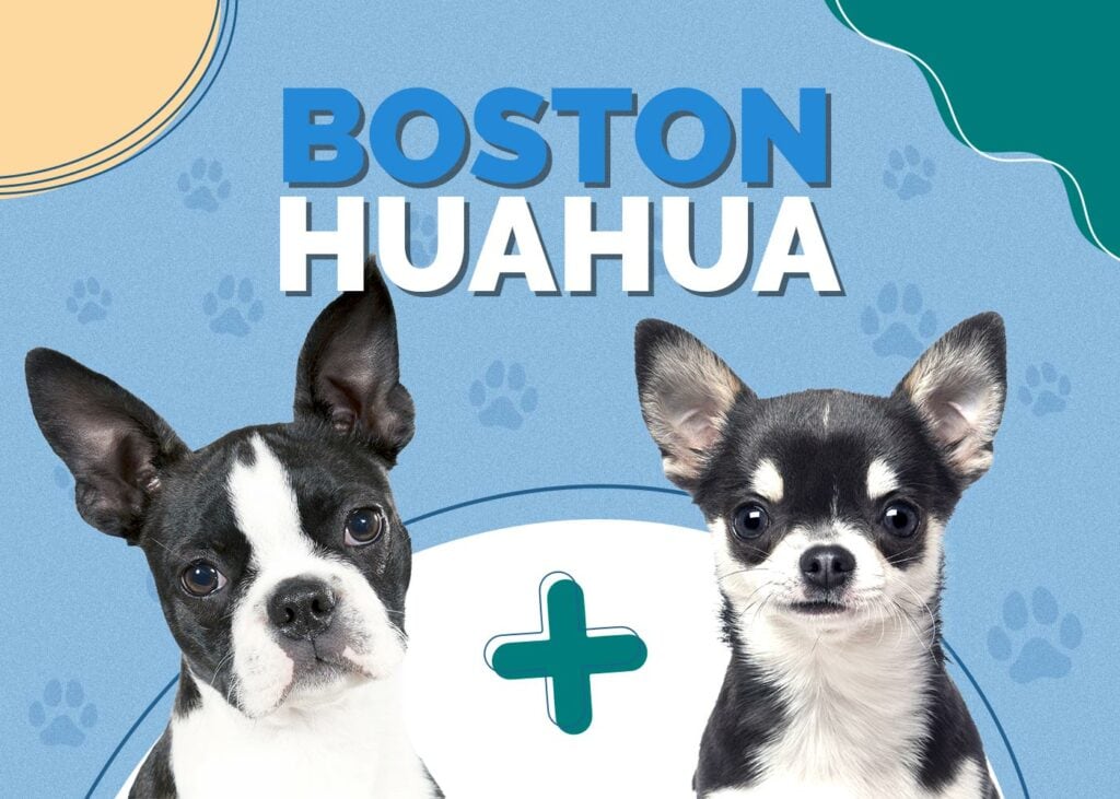 Boston Huahua (Boston Terrier & Chihuahua Mix)