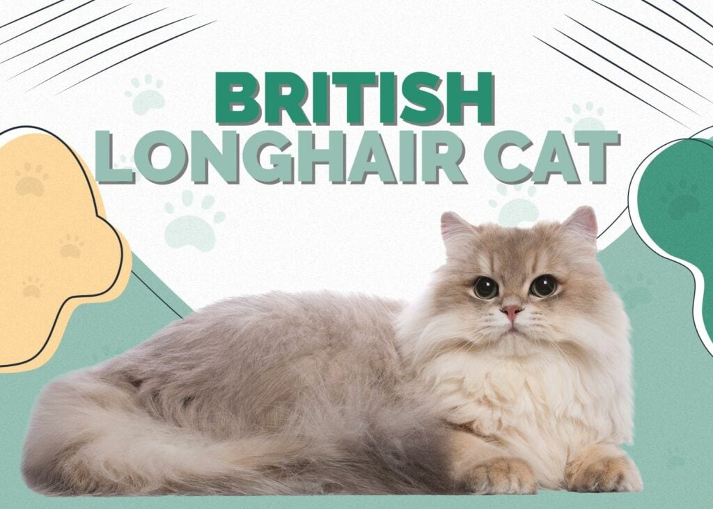 British Longhair Cat