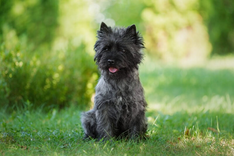cairn terrier dog standing on grass 