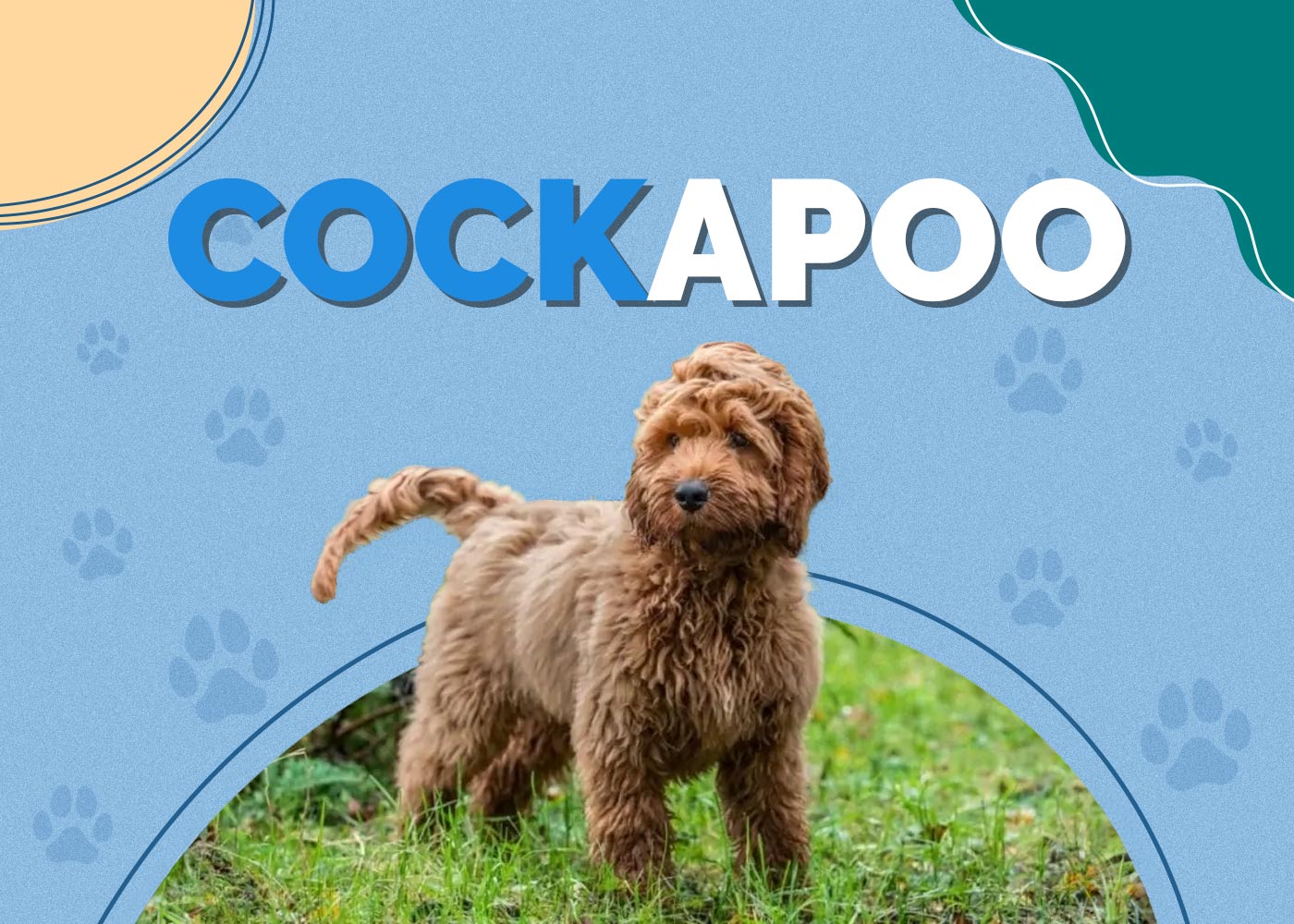 Cockapoo (Cocker Spaniel & Poodle Mix)