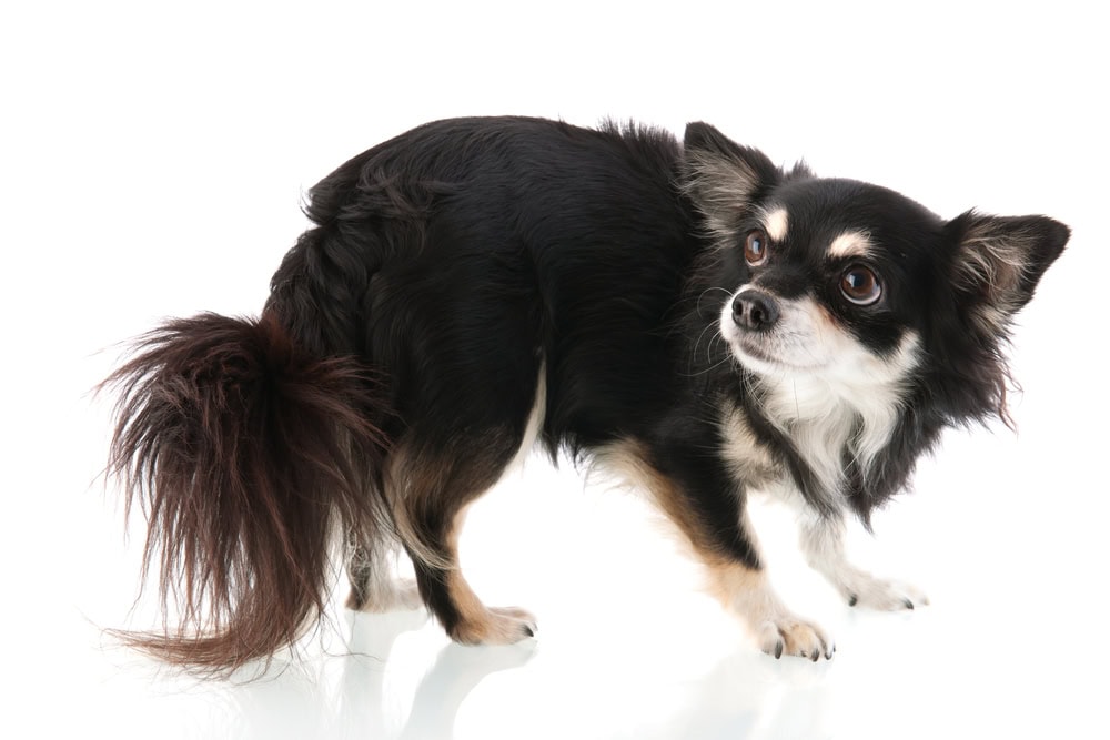 confused chihuahua on white background