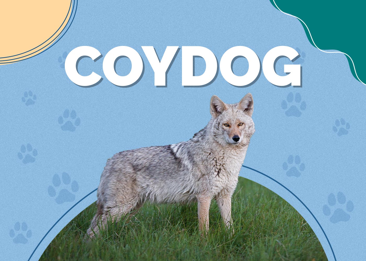 Coydog (Canid Hybrid)