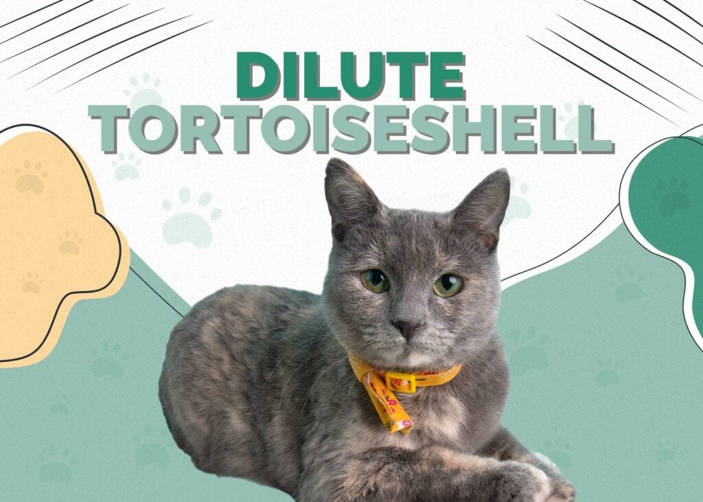 Dilute Tortoiseshell