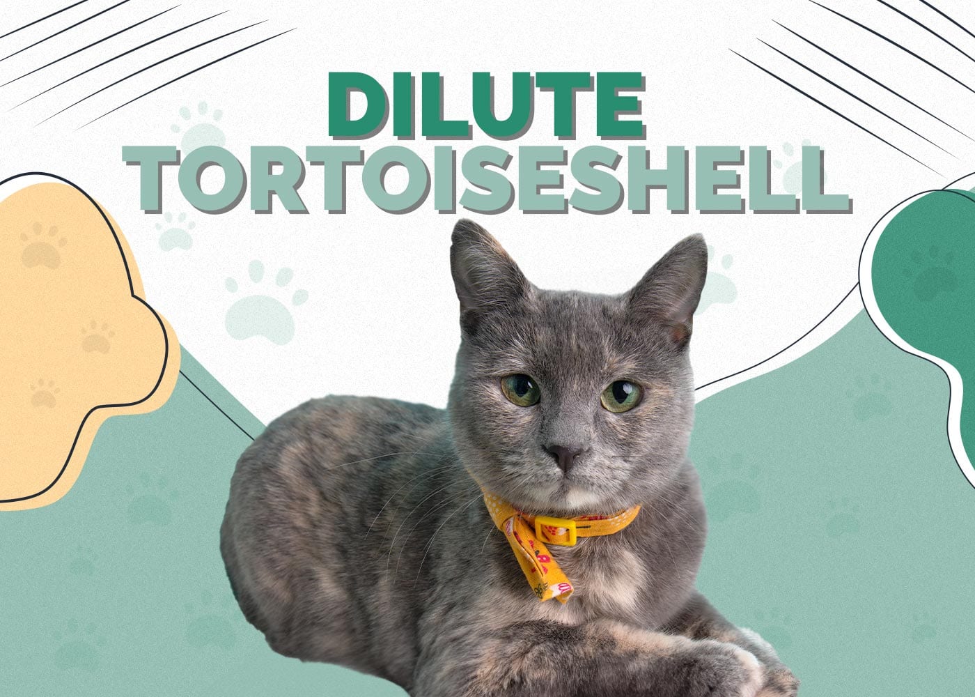 Dilute Tortoiseshell