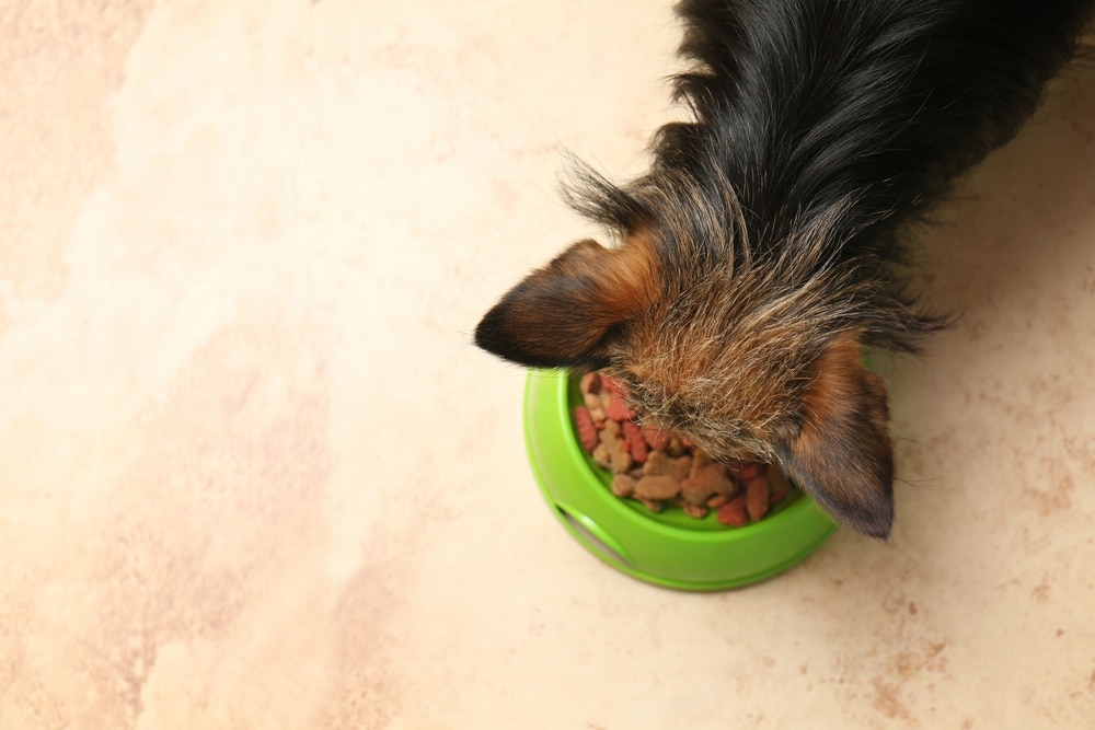 dog eating on the floor