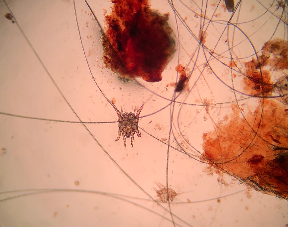 ear mite as seen on the microscope