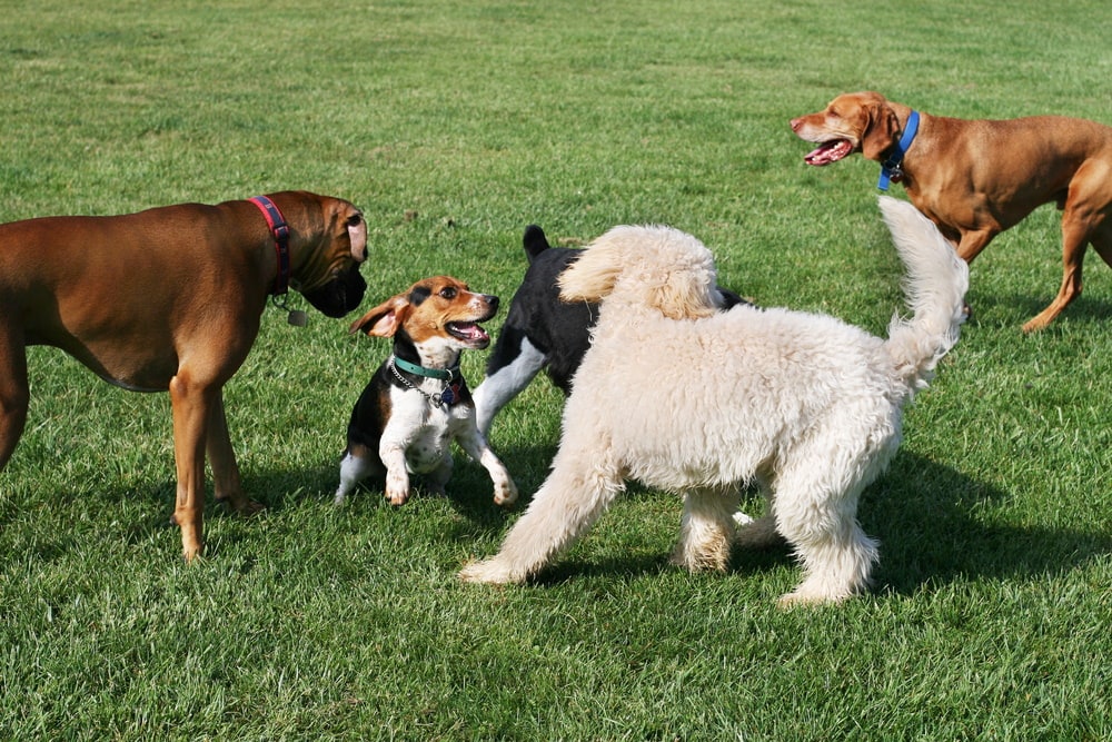 group of dogs playing in the park