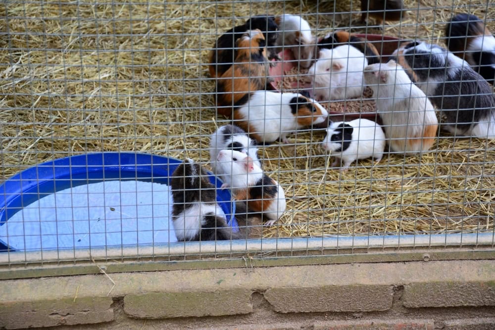 group-of-guinea-pigs-eating-and-drinking-inside-cage