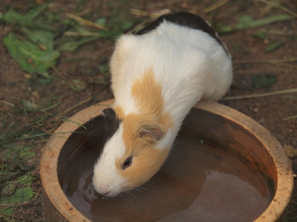 guinea-pig-drinking-water
