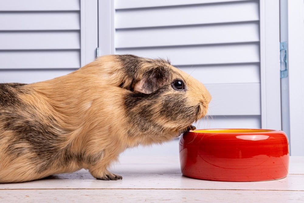 guinea-pig-eating-from-red-bowl
