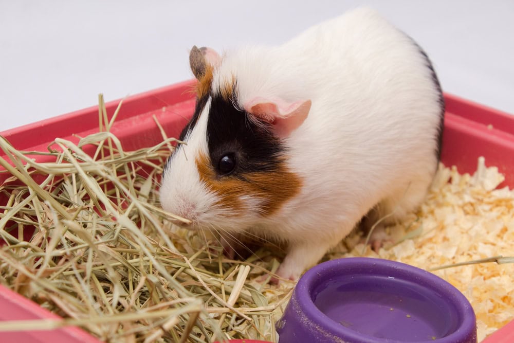 guinea-pig-near-water-bowl