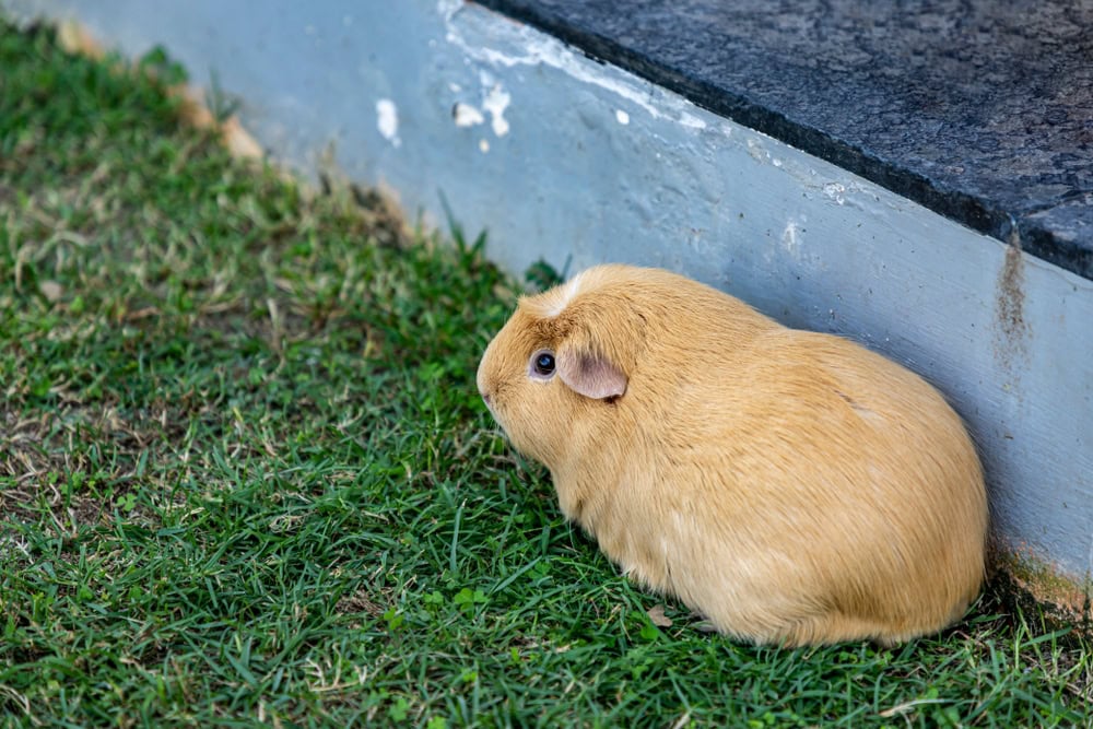 guinea-pig-resting