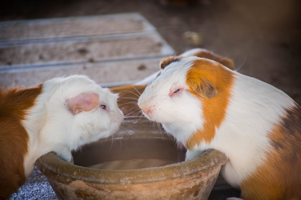guinea-pigs-drinking-water-from-ceramic-bowl