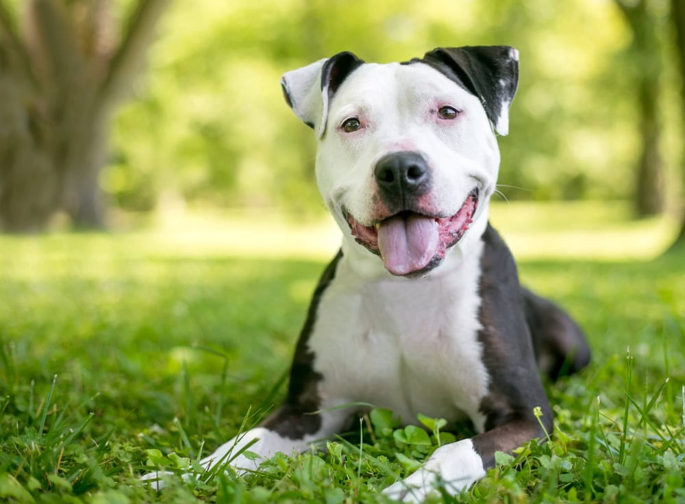 happy American Bulldog mixed breed dog relaxing in the grass