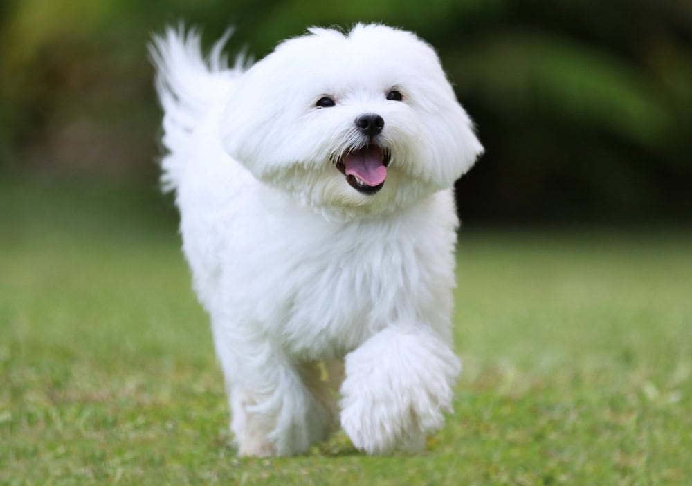 happy maltese walking outdoors