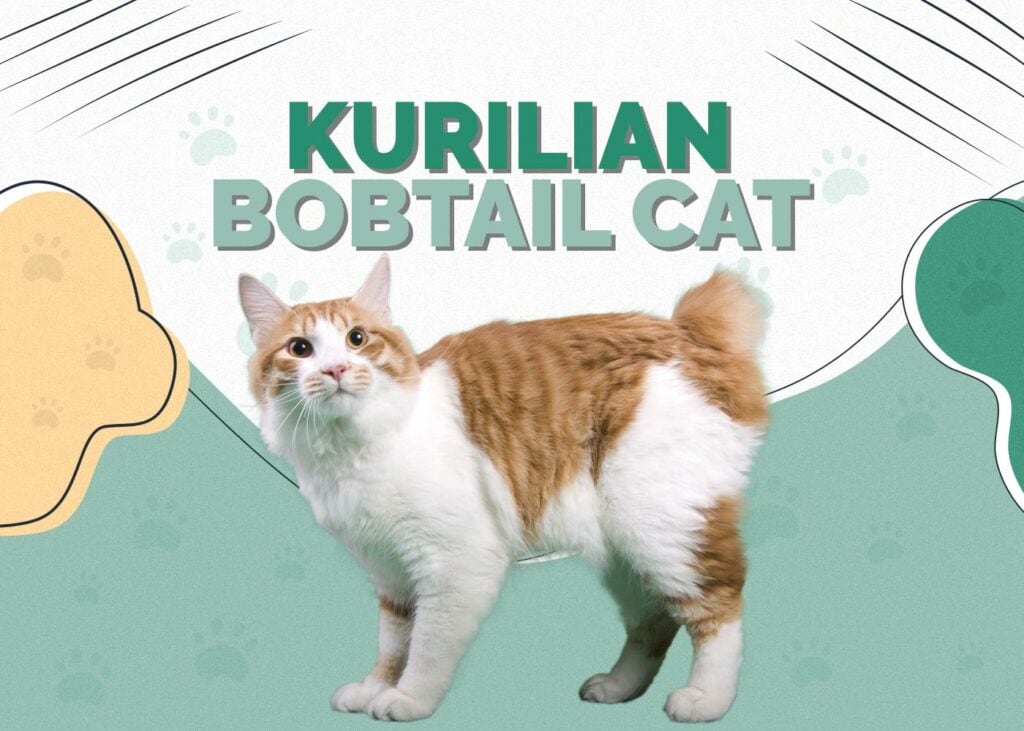 Kurilian Bobtail Cat