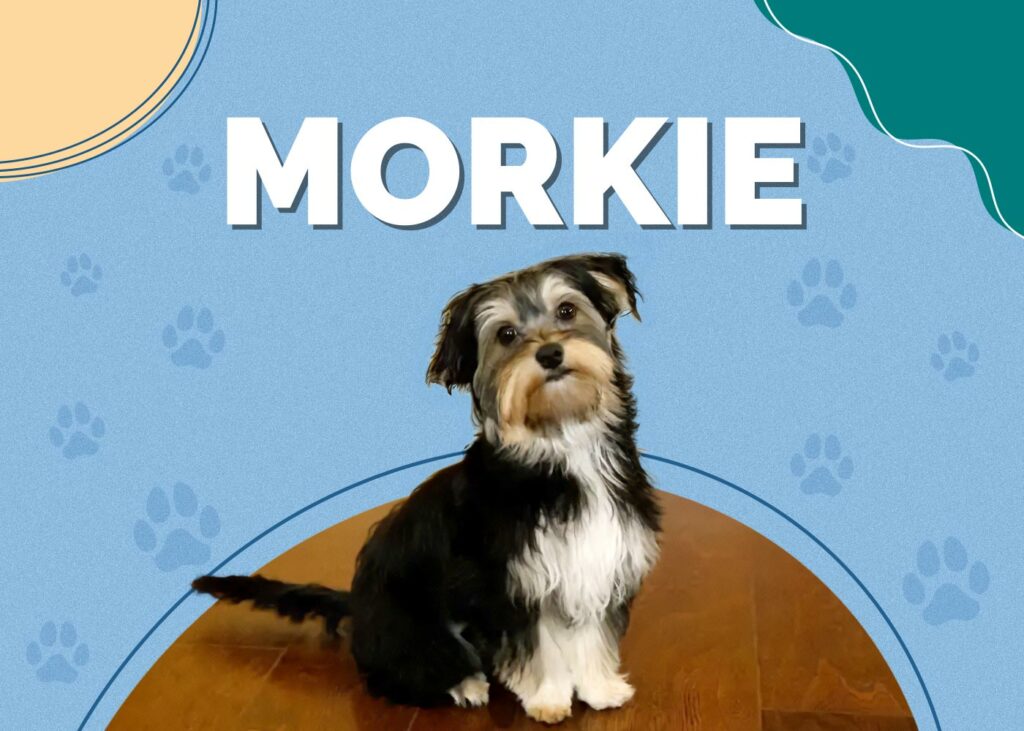 Morkie (Maltese & Yorkie Mix)