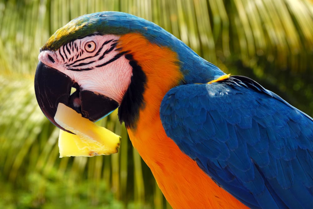 parrot-eating-pineapple