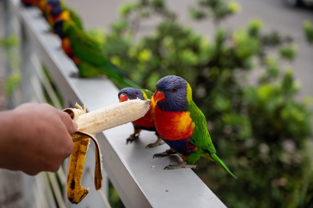 parrots-eating-banana