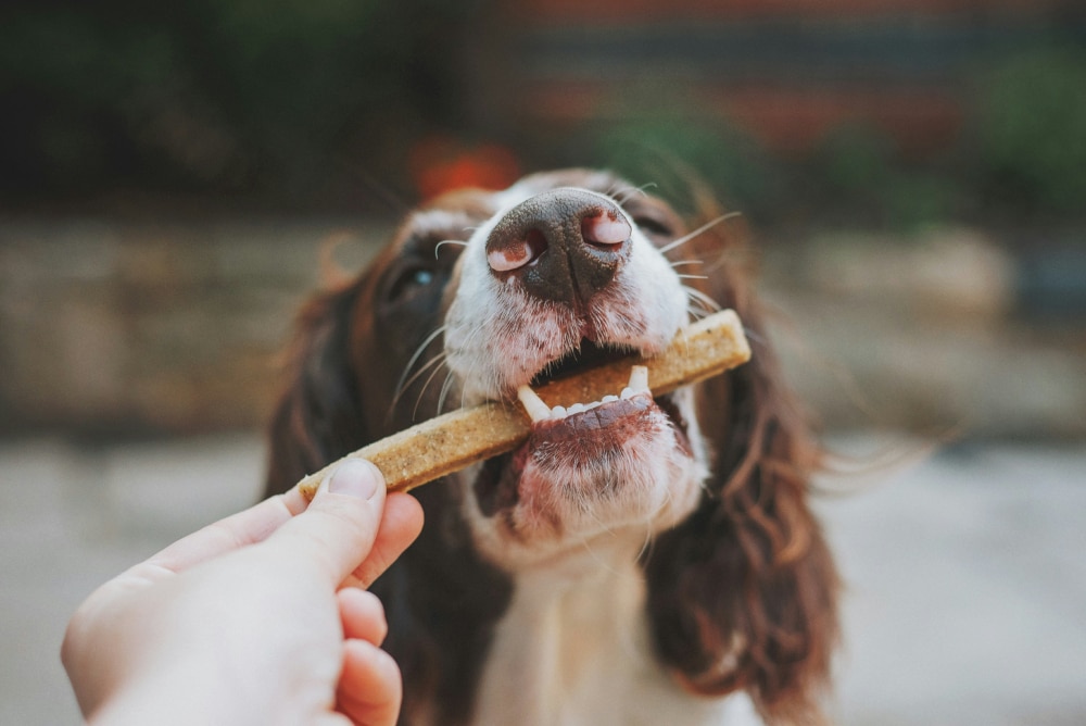 person giving treats to brown and white dog