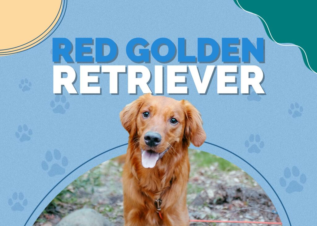 Red Golden Retriever
