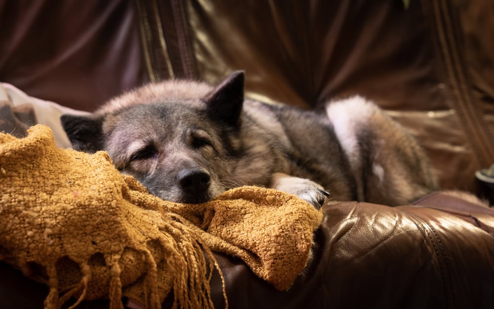 relaxed dog taking a nap on couch