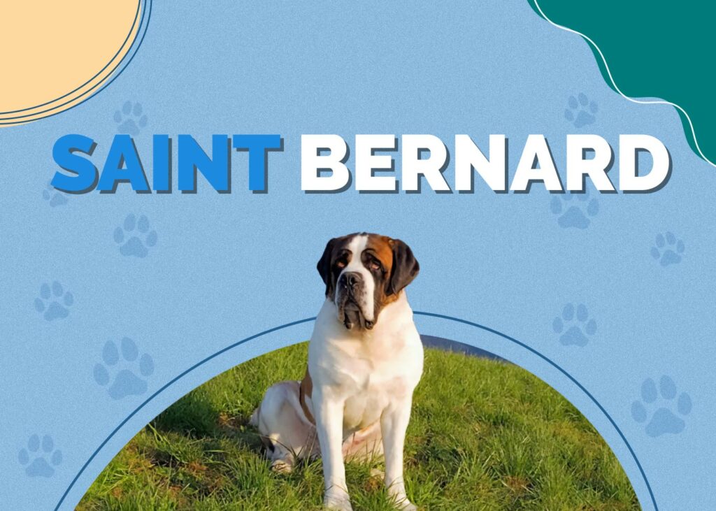 Saint Bernard