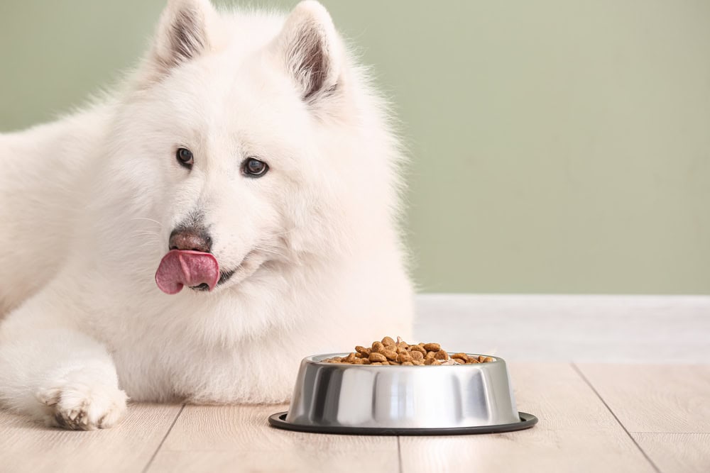 samoyed dog eating dog food
