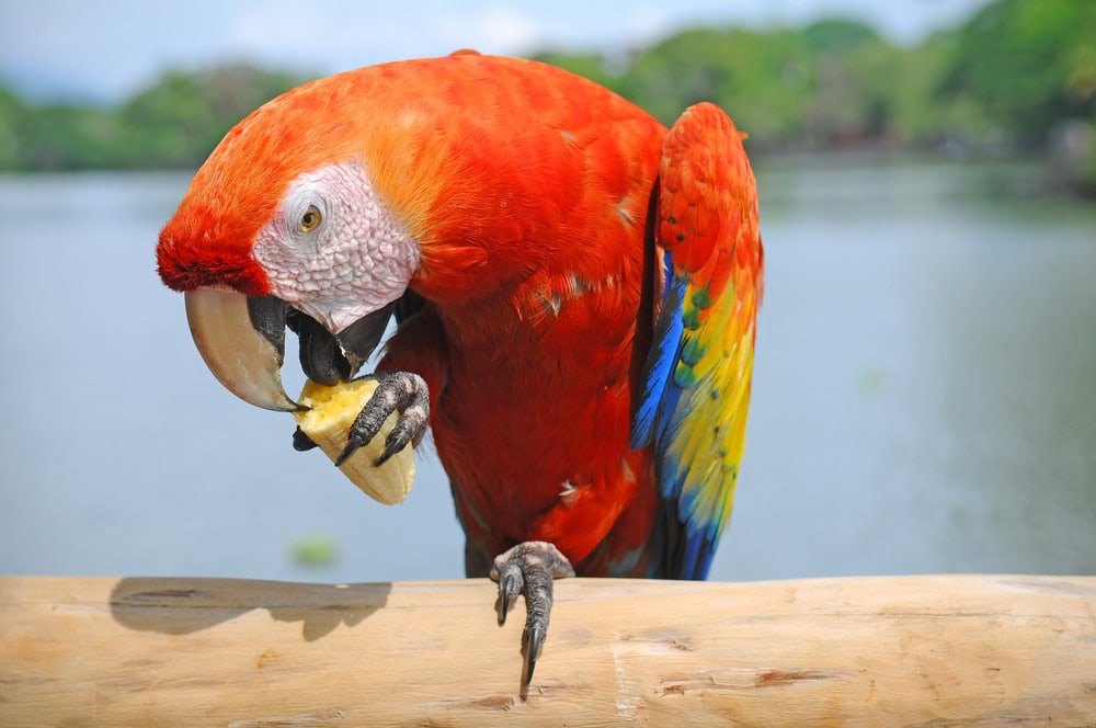 scarlet-macaw-parrot-eating-banana