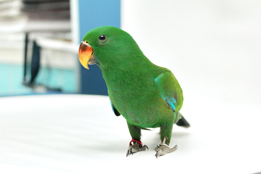 male eclectus parrot in house with ankle tag