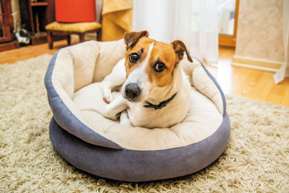 shy and anxious dog on dog bed
