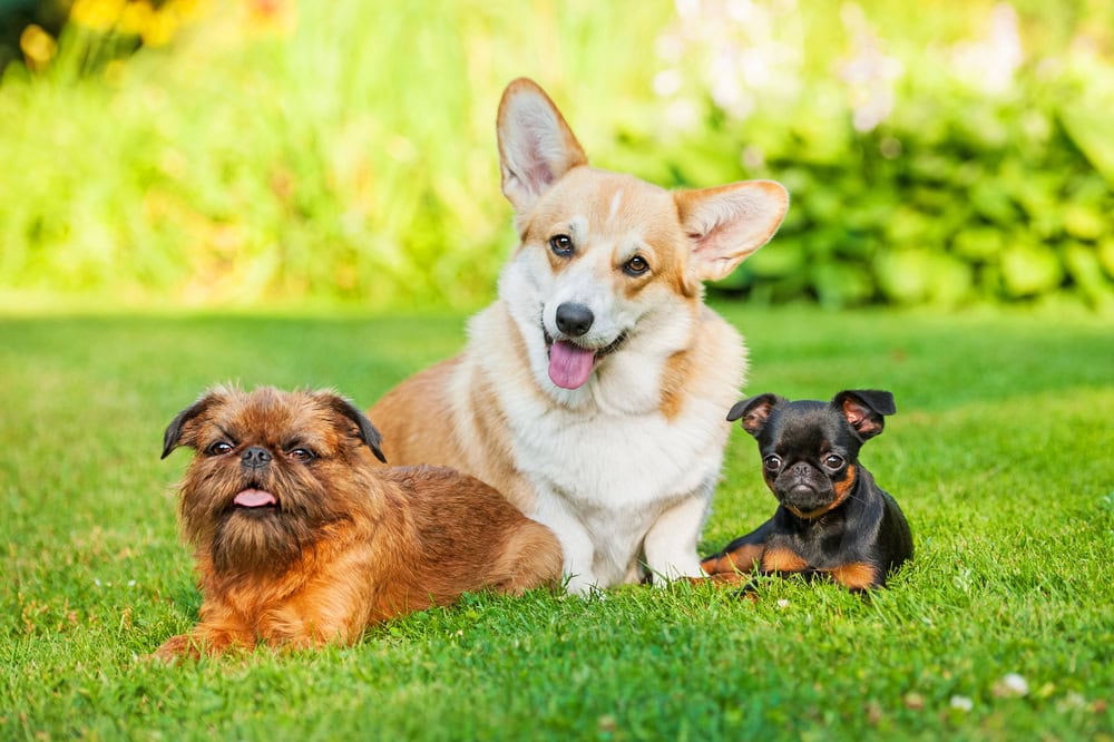 three dogs sitting on the grass 