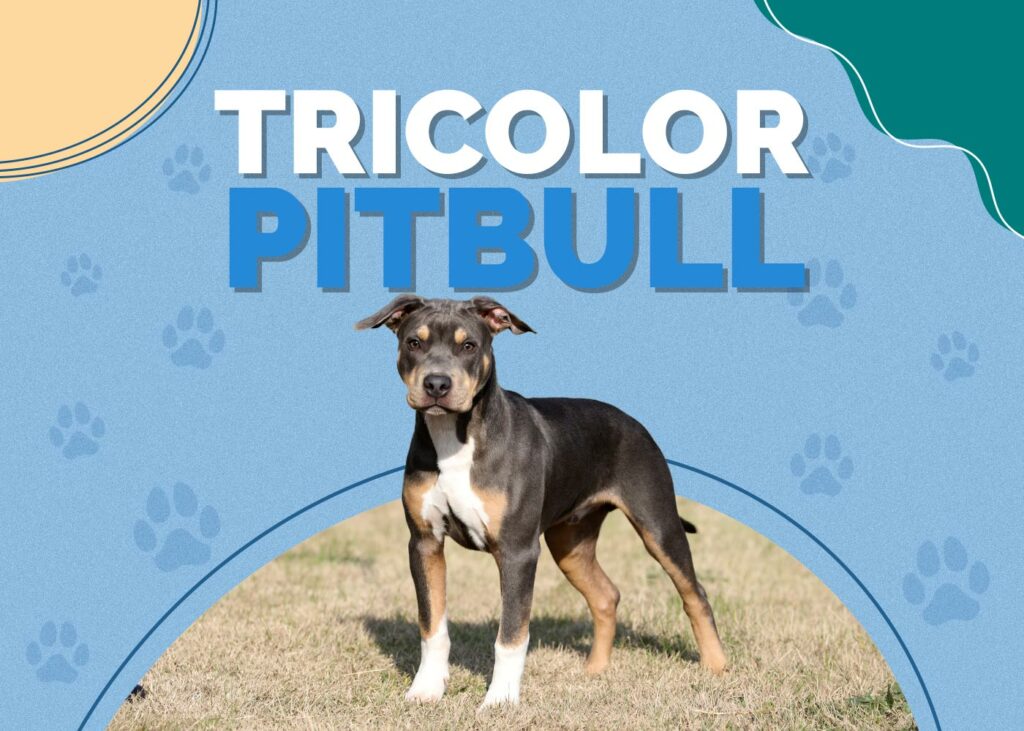 Tricolor Pitbull