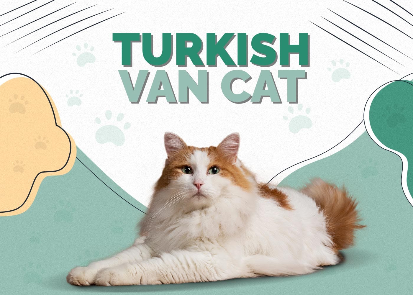 Turkish Van Cat