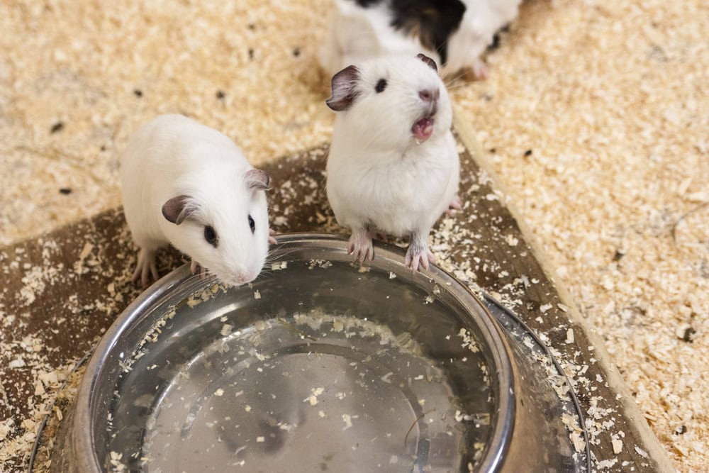 two-guinea-pigs-drinking-water