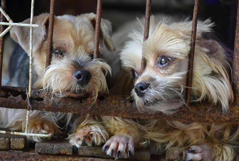 two puppies in a dog cage in puppy mill