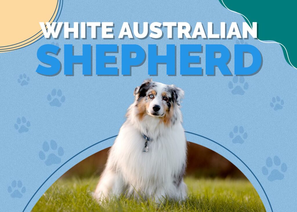 White Australian Shepherd