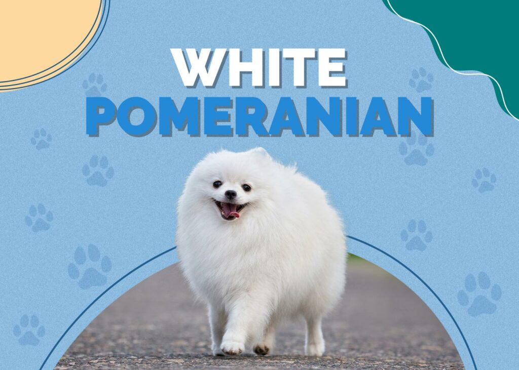 White Pomeranian