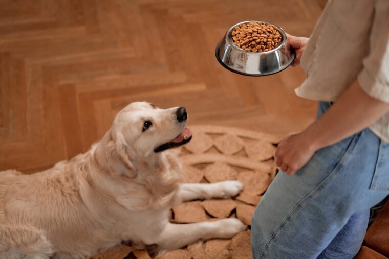 What to Feed a Dog After Labor: 6 Vet-Approved Choices | Hepper Pet ...