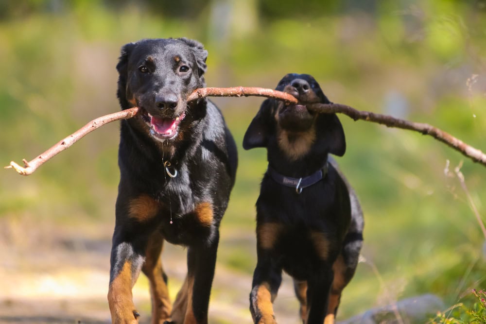 Adult beauceron and beauceron puppy with stick