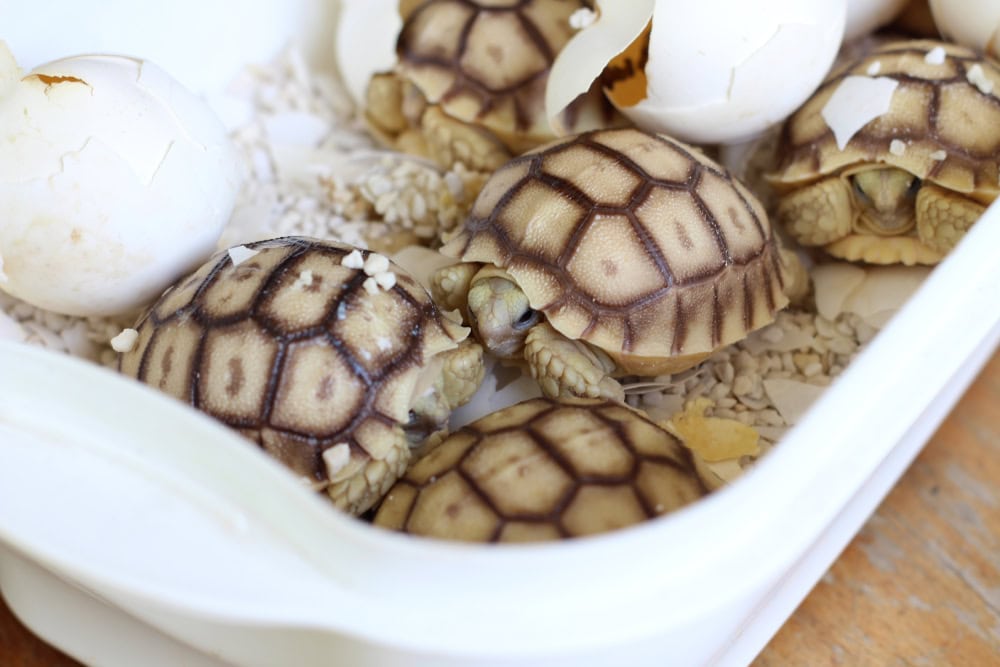 Africa Tortoise Hatching from Egg close up