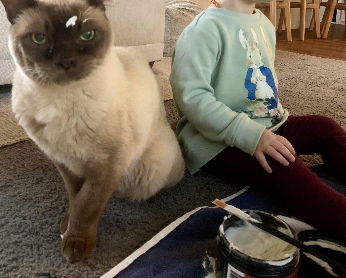 Baby Cat getting a spa treatment from the toddler.