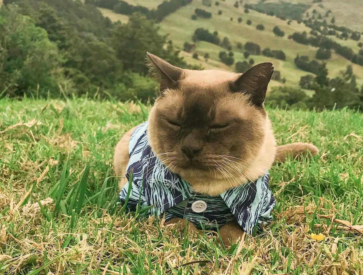Baby in his retirement years with the Tommy Bahama shirt to match. Who needs the Florida Keys?